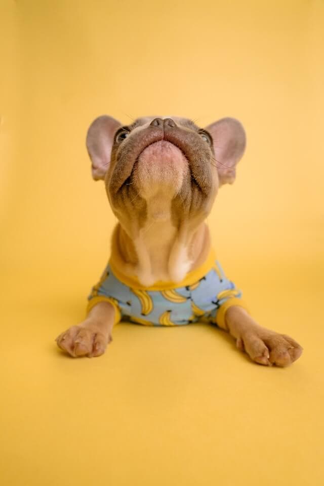 Cute dog close-up