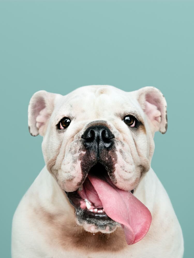 Cute dog profile