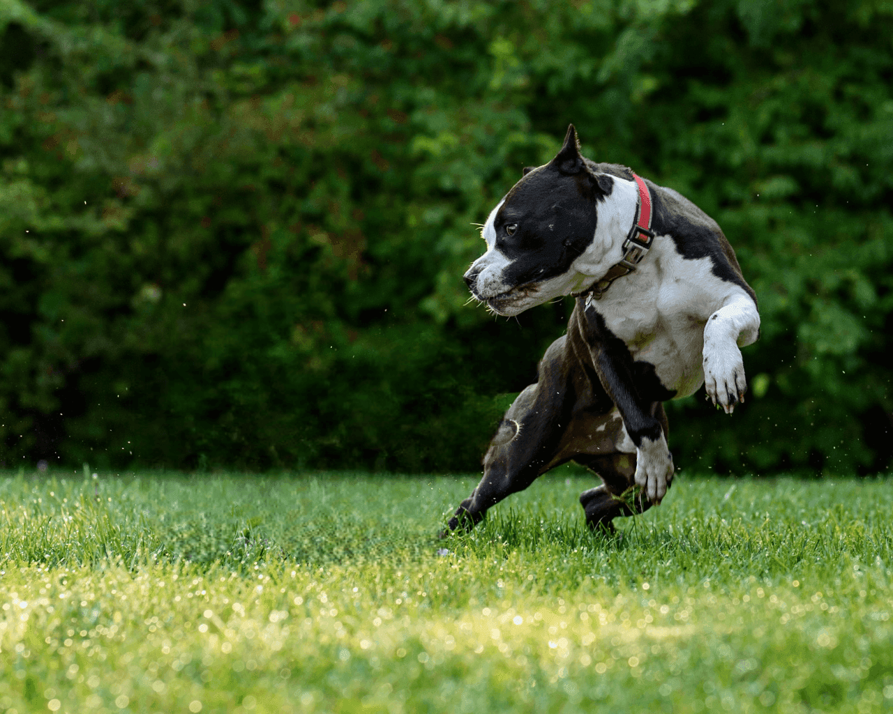 Cute dog