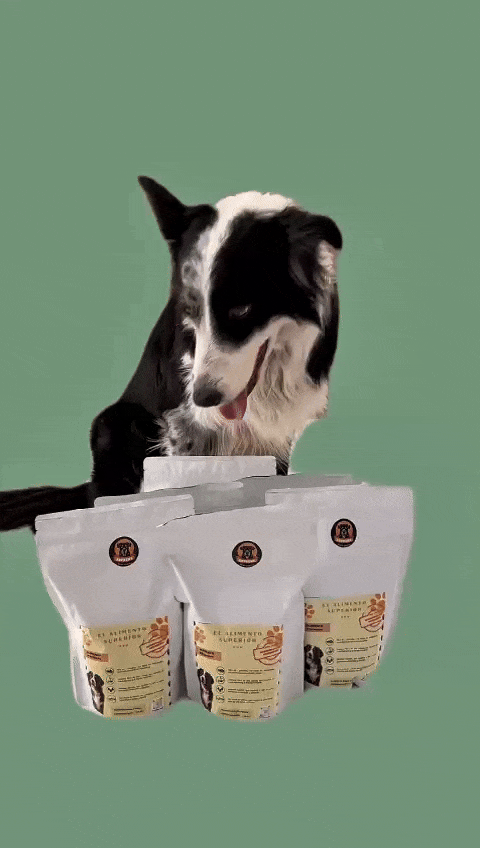 Dog eating a portion of supreme barf canine natural dog food